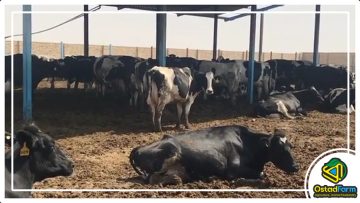 شیر گاو و استرس گرمایی